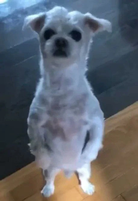 Scrap the dog